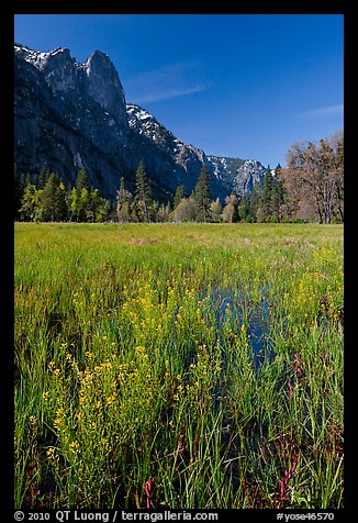 Wildflowers, Cook Meadow, and Sentinel Rock. Yosemite National Park, California, USA.