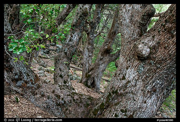 Oak trees on forested slopes. Yosemite National Park, California, USA.