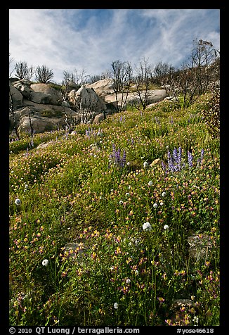 Wildflowers in burned area. Yosemite National Park, California, USA.