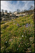 Wildflowers in burned area. Yosemite National Park, California, USA.