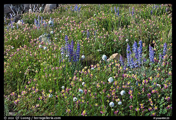 Carpet of wildflowers. Yosemite National Park (color)