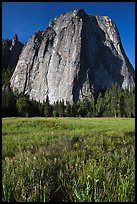 Irises and Cathedral Rocks. Yosemite National Park, California, USA.