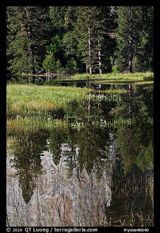 Cathedral Rocks reflected in seasonal pond. Yosemite National Park, California, USA.