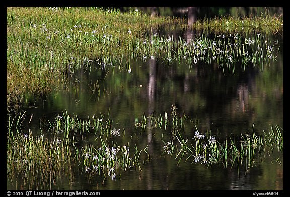 Irises, seasonal pond, and reflections. Yosemite National Park, California, USA.