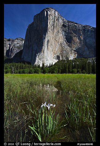 Irises, flooded meadow, and El Capitan. Yosemite National Park, California, USA.