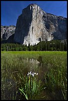 Irises, flooded meadow, and El Capitan. Yosemite National Park ( color)