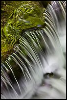 Fern Spring forest reflections and cascade. Yosemite National Park ( color)