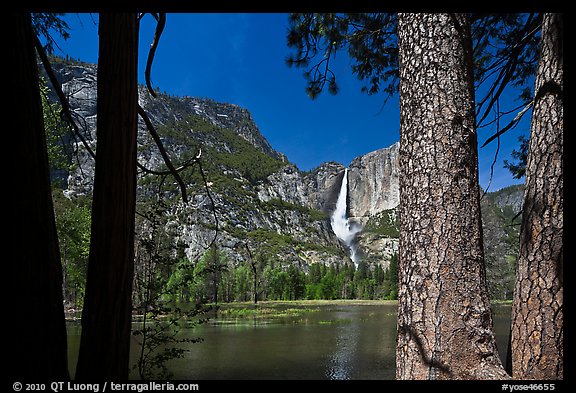 Yosemite Falls and flooded meadow framed by pines. Yosemite National Park, California, USA.