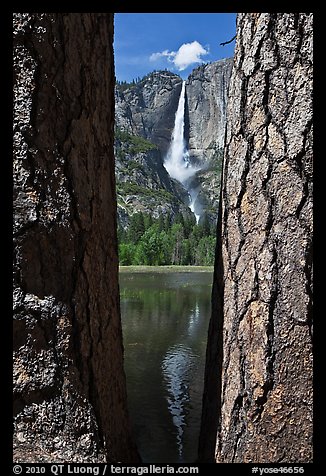 Ponderosa Pine Trees framing Yosemite Falls. Yosemite National Park, California, USA.