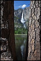 Ponderosa Pine Trees framing Yosemite Falls. Yosemite National Park ( color)
