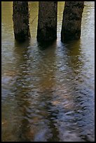 Three flooded tree trunks. Yosemite National Park ( color)