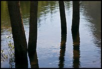 Four flooded tree trunks. Yosemite National Park ( color)