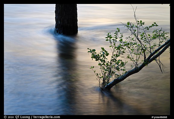 Flooded tree and branch at sunset. Yosemite National Park, California, USA.