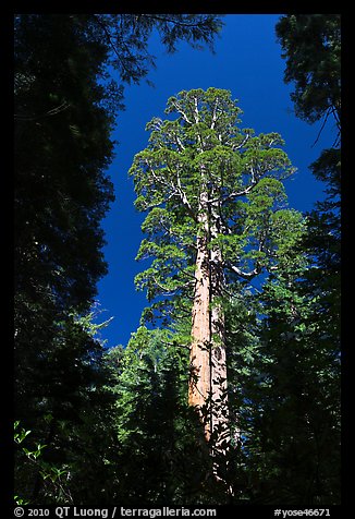 Giant sequoia in Merced Grove. Yosemite National Park (color)