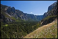 Wildflowers above Sunnyside Bench, Sentinel Rock, and Valley. Yosemite National Park, California, USA.