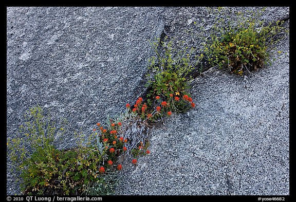 Flowers growing in rock crack. Yosemite National Park, California, USA.