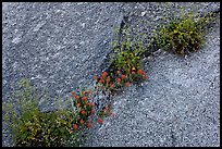 Flowers growing in rock crack. Yosemite National Park ( color)
