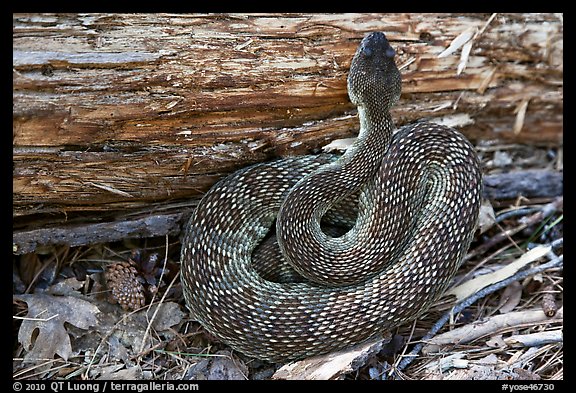 Rattlesnake. Yosemite National Park, California, USA.