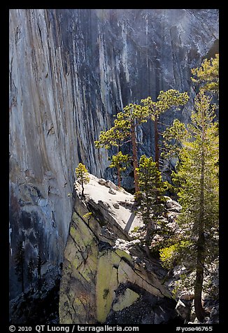 Pine trees on the Diving Board. Yosemite National Park (color)