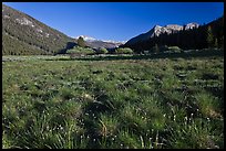 Meadow in Lyell Canyon, late afternoon. Yosemite National Park, California, USA. (color)