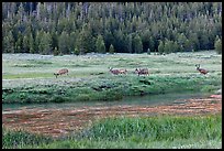 Deer herd at sunset, Lyell Canyon. Yosemite National Park ( color)