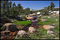 Stream and alpine meadow. Yosemite National Park ( color)