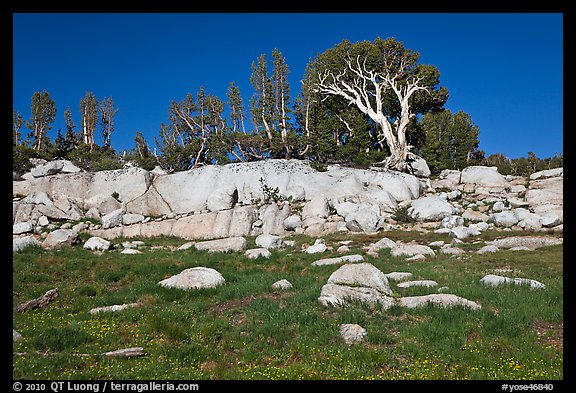 Meadow, rocks, and trees. Yosemite National Park, California, USA.
