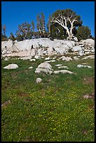 Trees above meadow in bloom. Yosemite National Park ( color)