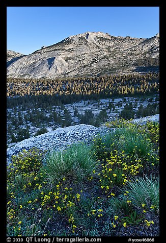 Wildflowers above Fletcher Creek Valley. Yosemite National Park, California, USA.