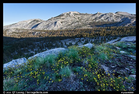 Wildflowers and ridge, Fletcher Creek, early morning. Yosemite National Park, California, USA.