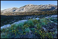 Wildflowers and ridge, Fletcher Creek, early morning. Yosemite National Park ( color)