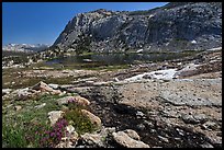 Alpine scenery with flowers, stream, lake, and mountains, Vogelsang. Yosemite National Park, California, USA.
