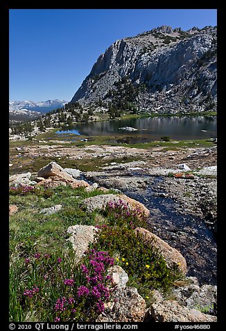 Alpine flowers above Vogelsang Lake. Yosemite National Park, California, USA.