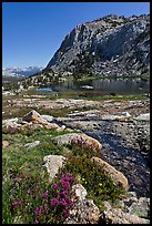 Alpine flowers above Vogelsang Lake. Yosemite National Park, California, USA.