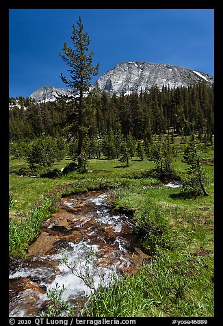 Stream and lush meadow, Lewis Creek. Yosemite National Park (color)