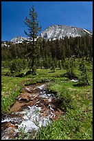 Stream and lush meadow, Lewis Creek. Yosemite National Park ( color)
