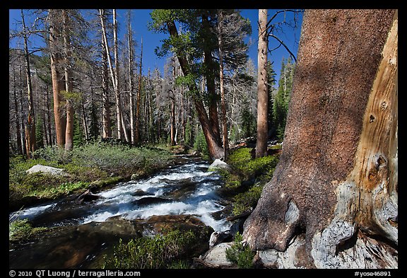 Stream in forest, Lewis Creek. Yosemite National Park, California, USA.