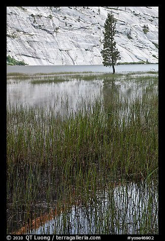 Tree and reflections, Merced Lake. Yosemite National Park (color)