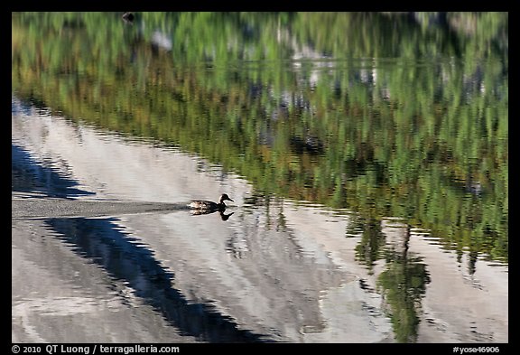 Duck and reflections, Merced Lake. Yosemite National Park, California, USA.