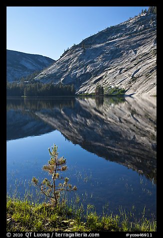 Pine sappling and granite domes reflected, Merced Lake. Yosemite National Park, California, USA.