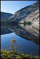 Pine sappling and granite domes reflected, Merced Lake. Yosemite National Park ( color)