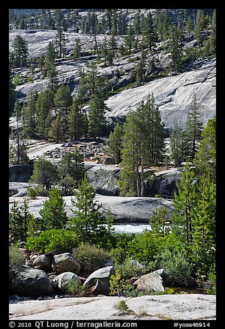 Smooth granite and pine trees. Yosemite National Park, California, USA.