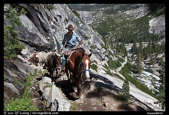 Woman leading horse pack train on trail, Upper Merced River Canyon. Yosemite National Park (color)