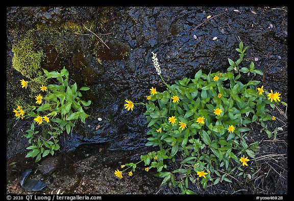 Yellow wildflowers. Yosemite National Park, California, USA.