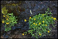 Yellow wildflowers. Yosemite National Park ( color)
