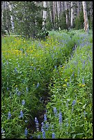 Dense wildflowers in forest. Yosemite National Park, California, USA. (color)