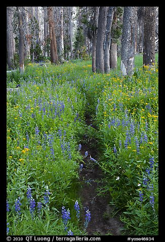 Trail through lush wildflowers. Yosemite National Park, California, USA.