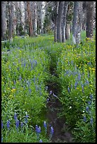 Trail through lush wildflowers. Yosemite National Park, California, USA. (color)