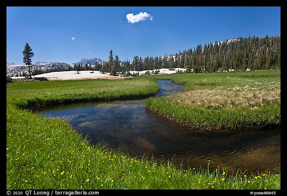 Wildflowers and stream in alpine meadow near Lower Cathedral Lake. Yosemite National Park, California, USA.