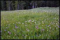 Summer wildflower mix in Summit Meadow. Yosemite National Park ( color)